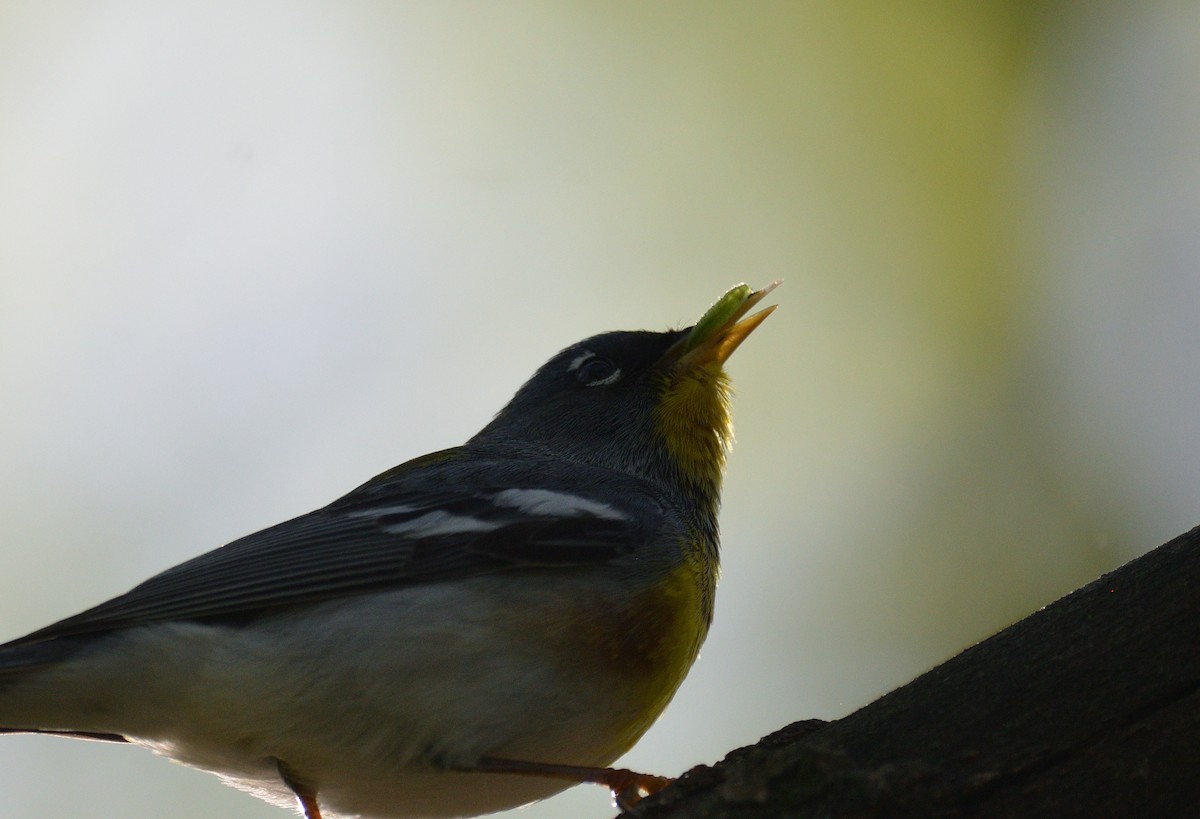 Northern Parula - ML620322355