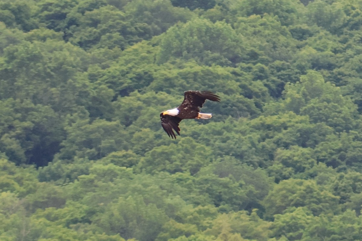 Bald Eagle - ML620322363