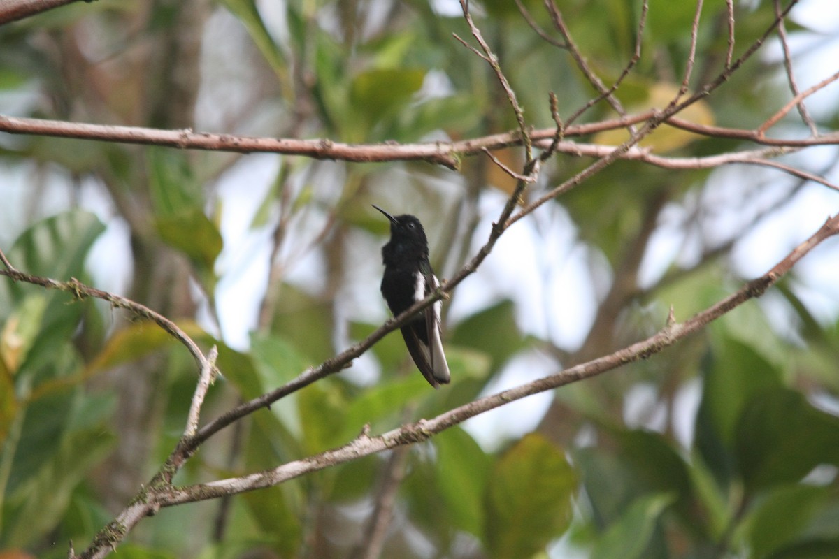kolibřík černobílý - ML620322365