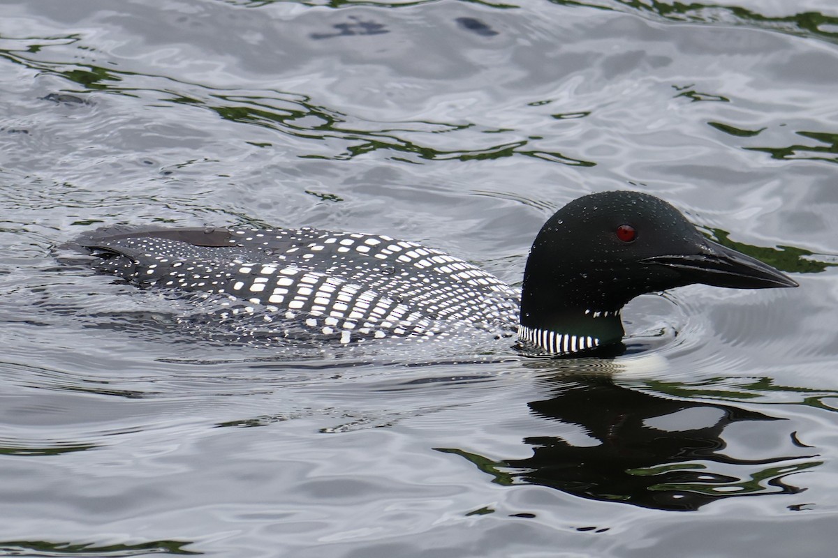 Common Loon - ML620322370