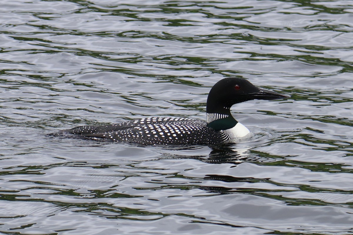 Common Loon - ML620322371