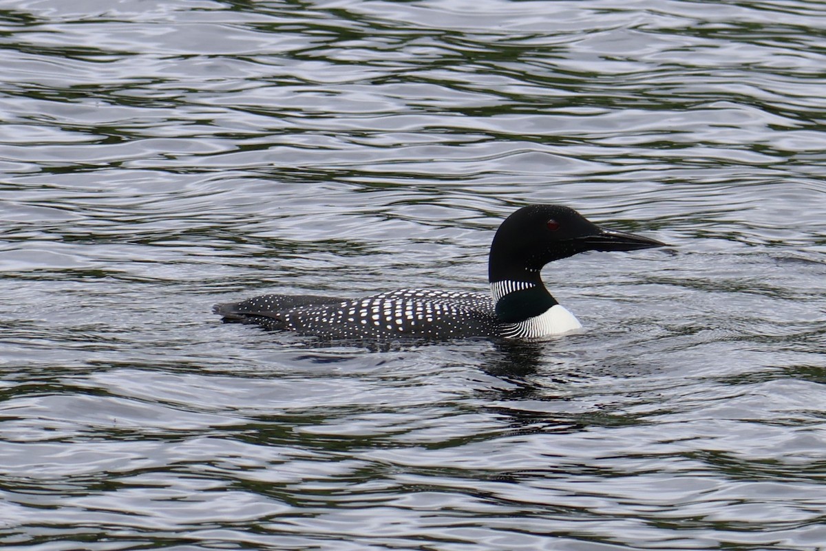 Common Loon - ML620322372