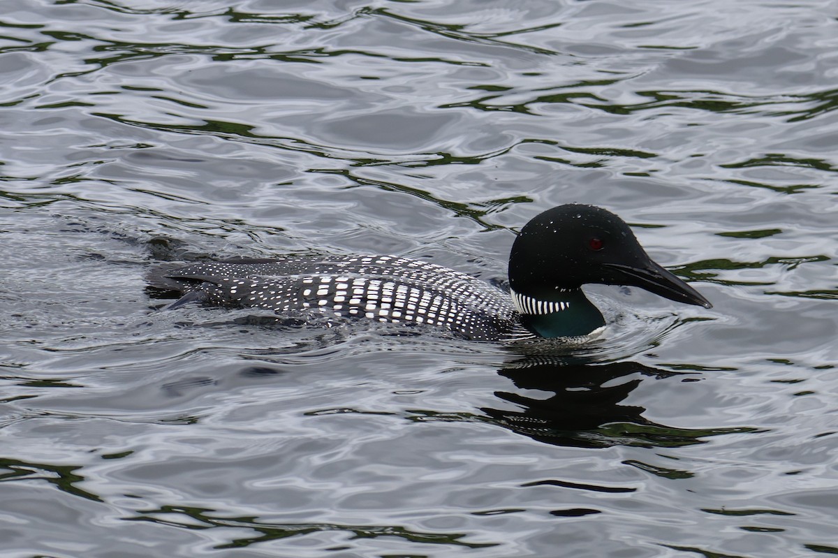 Common Loon - ML620322373