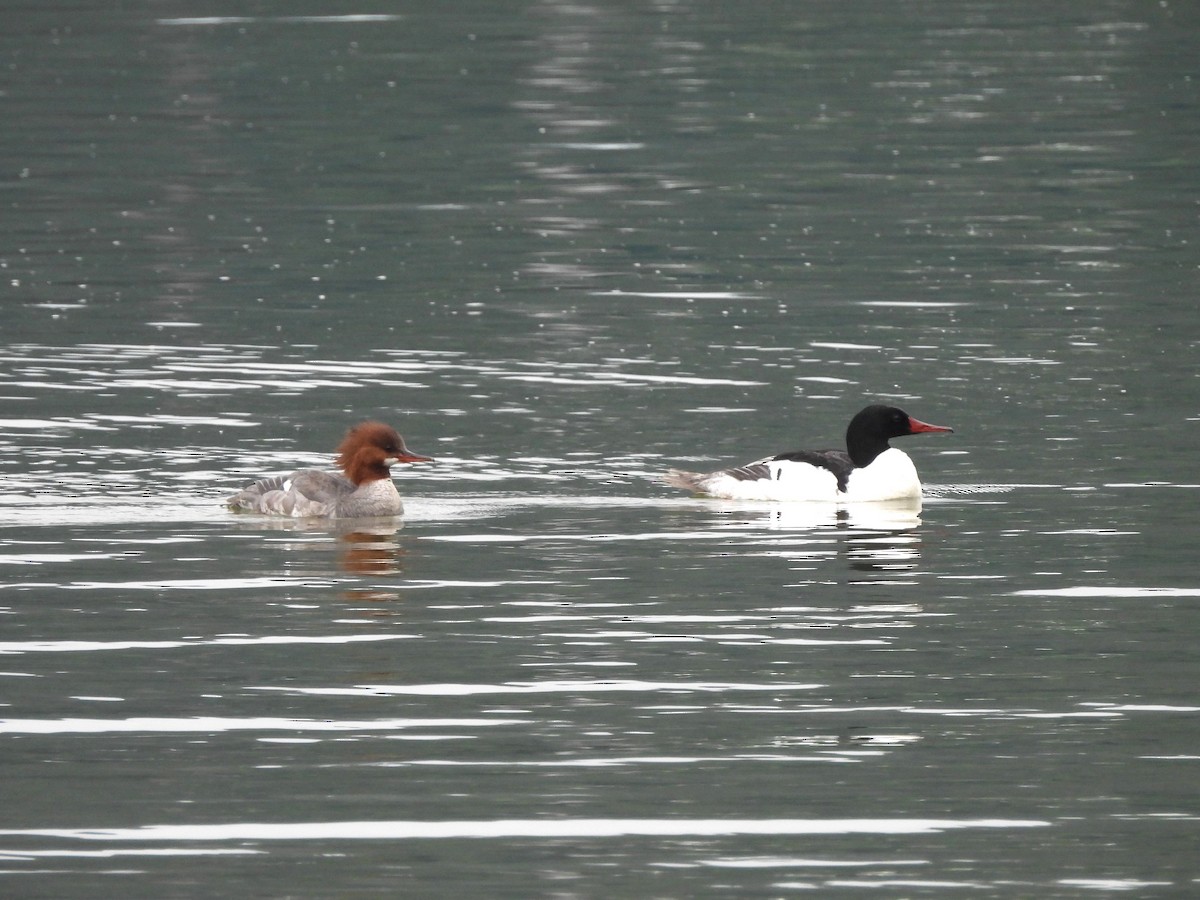 Common Merganser - ML620322377