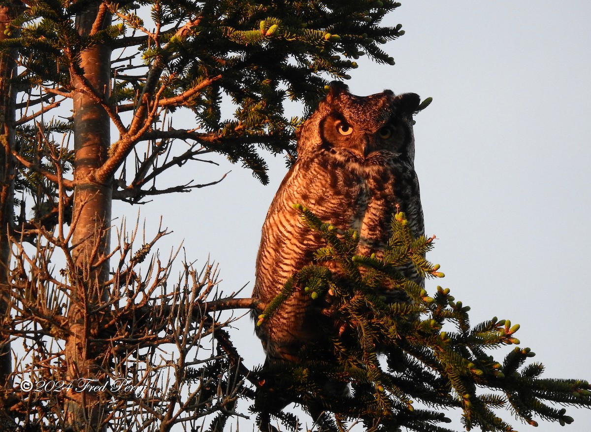 Great Horned Owl - ML620322378