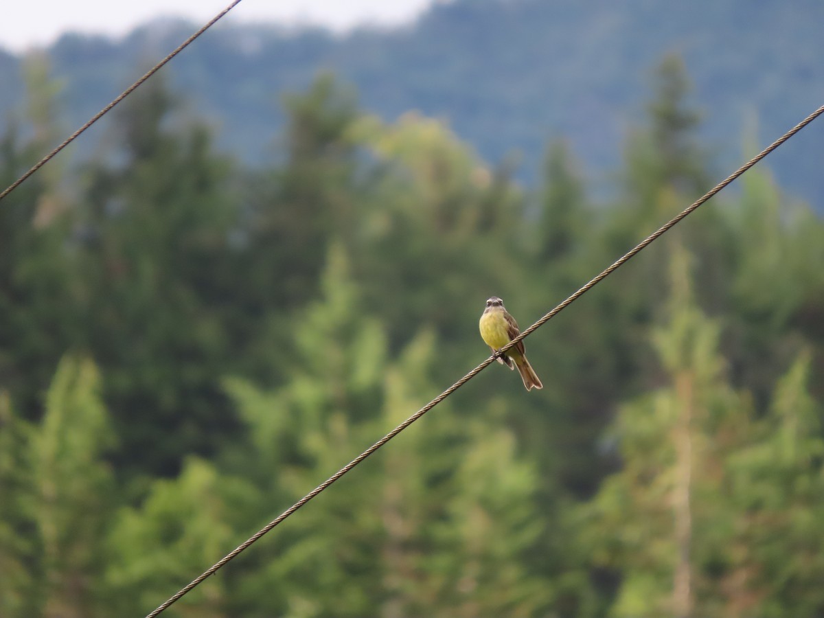 Golden-bellied Flycatcher - ML620322391