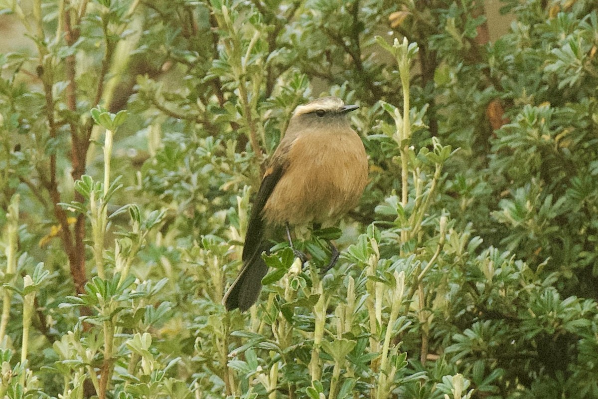 Brown-backed Chat-Tyrant - Michael Gaume