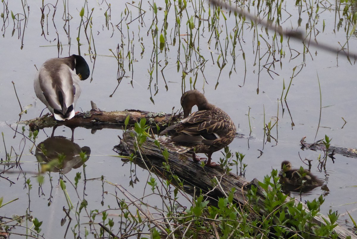 Canard colvert - ML620322414