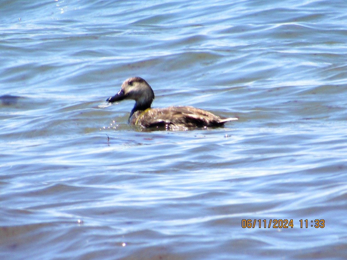 Black Scoter - ML620322433