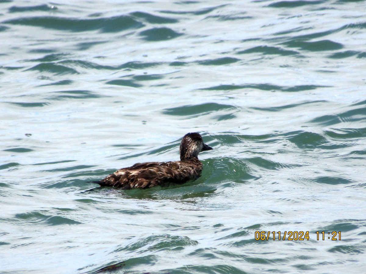 Black Scoter - ML620322434