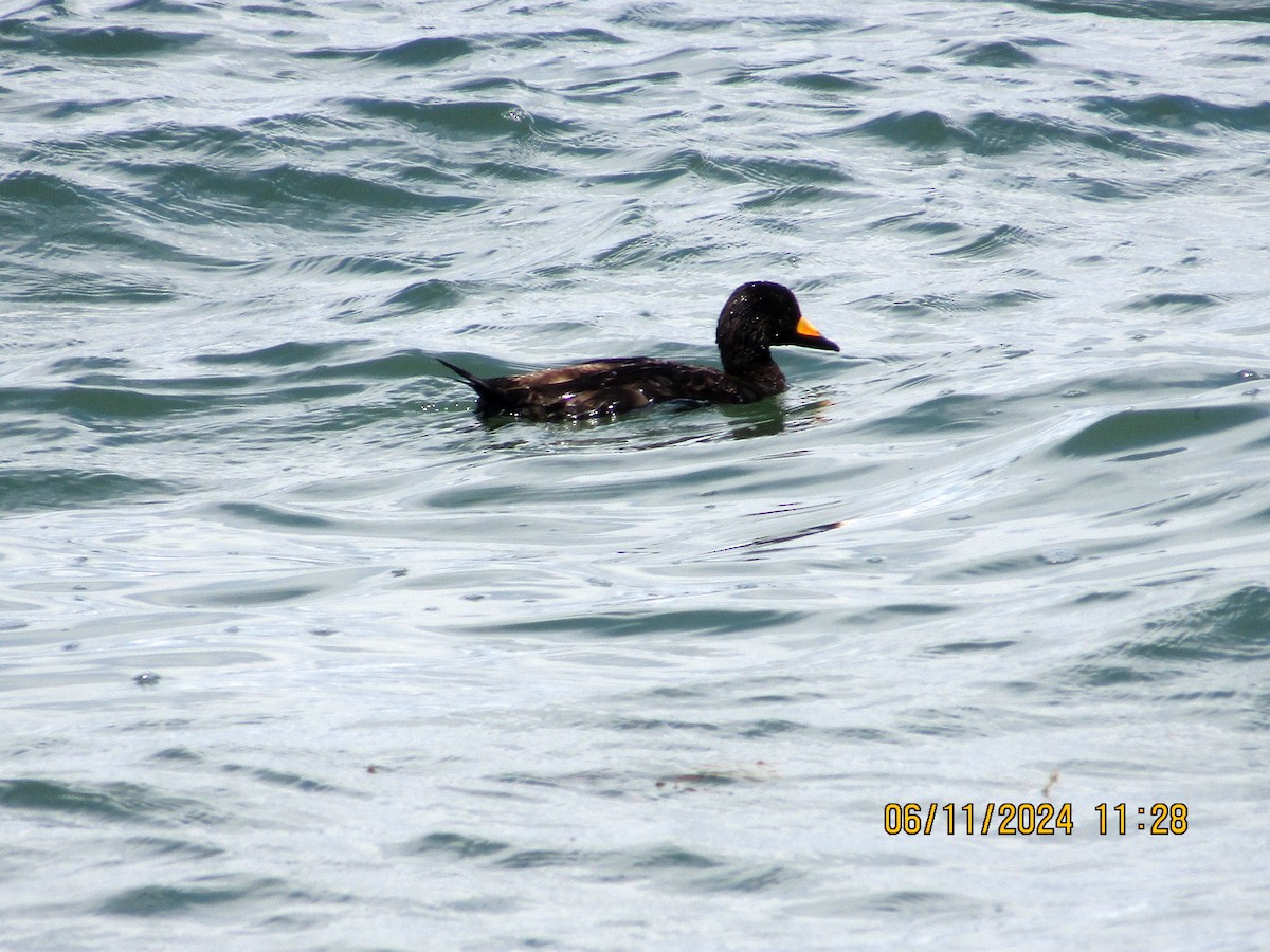 Black Scoter - ML620322436