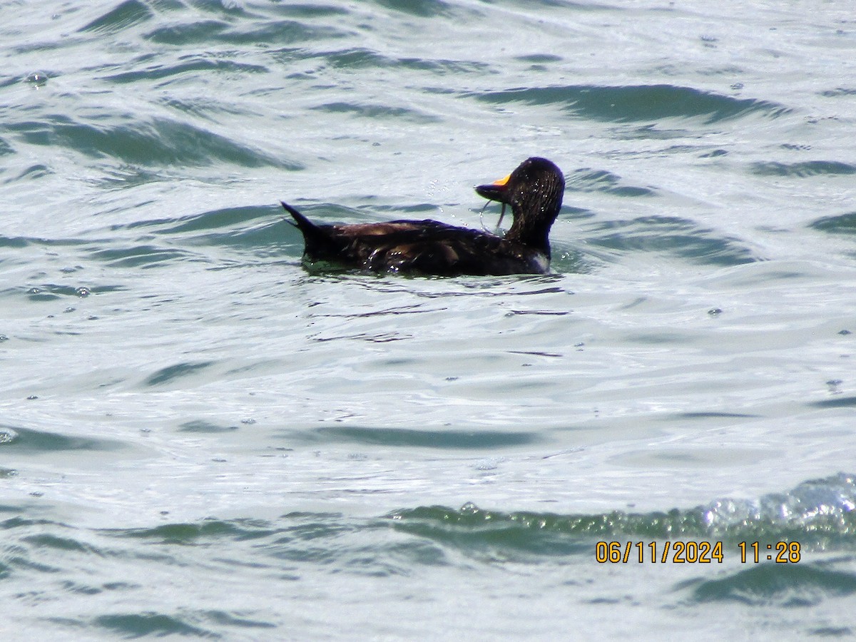 Black Scoter - ML620322438