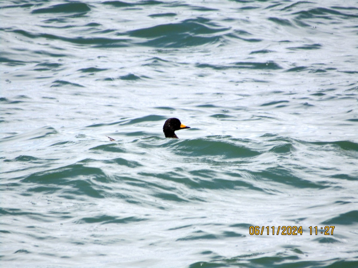 Black Scoter - ML620322440