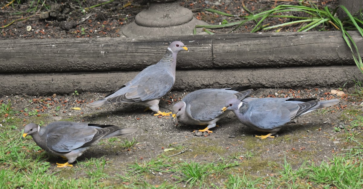 Band-tailed Pigeon - ML620322456