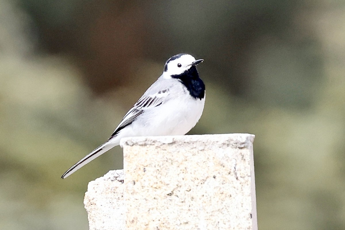 White Wagtail (White-faced) - ML620322458