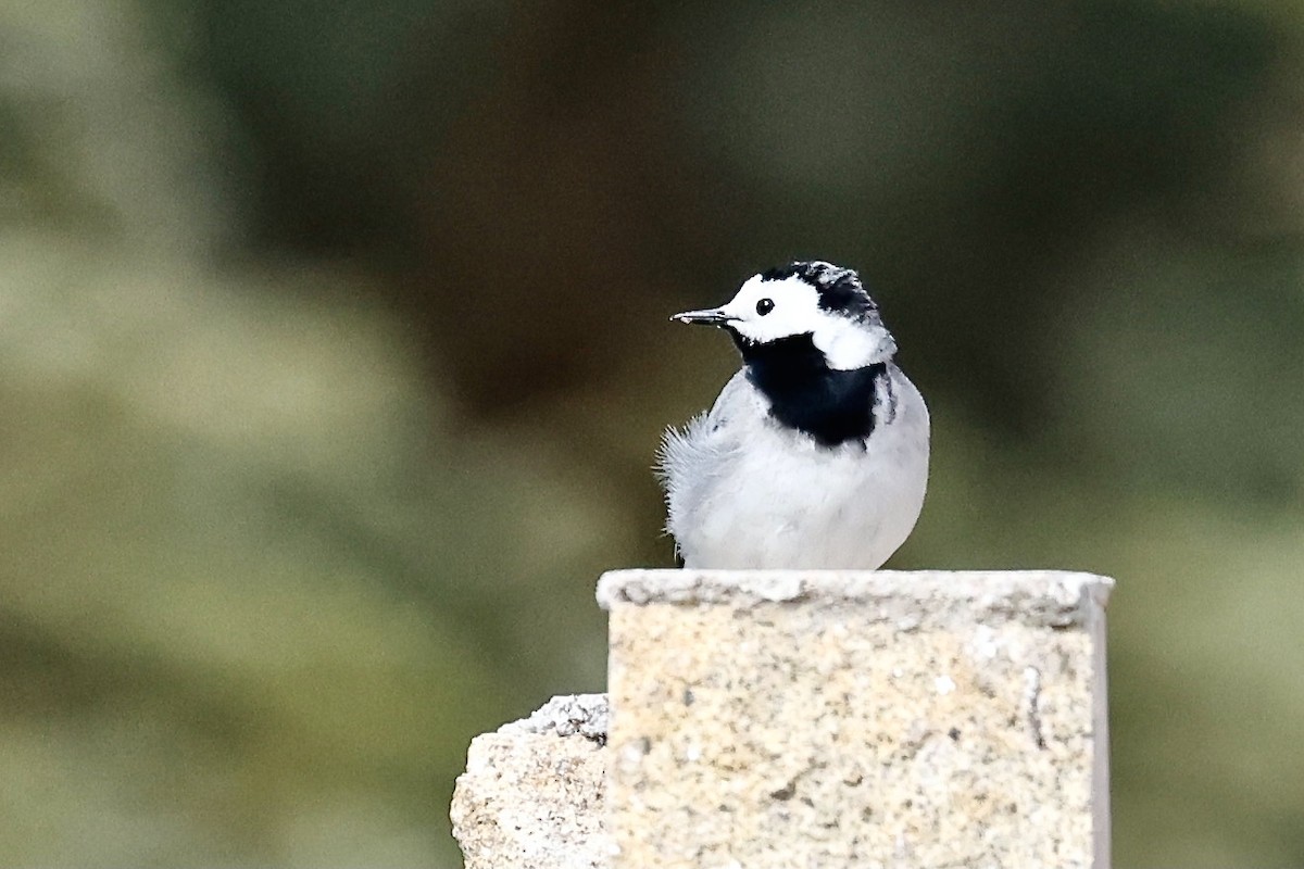 White Wagtail (White-faced) - ML620322459