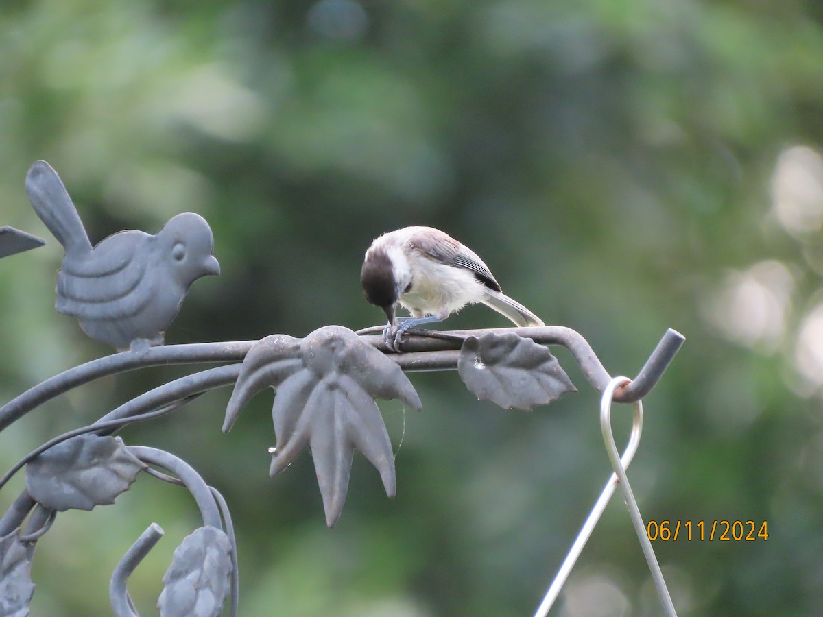 Carolina Chickadee - ML620322464