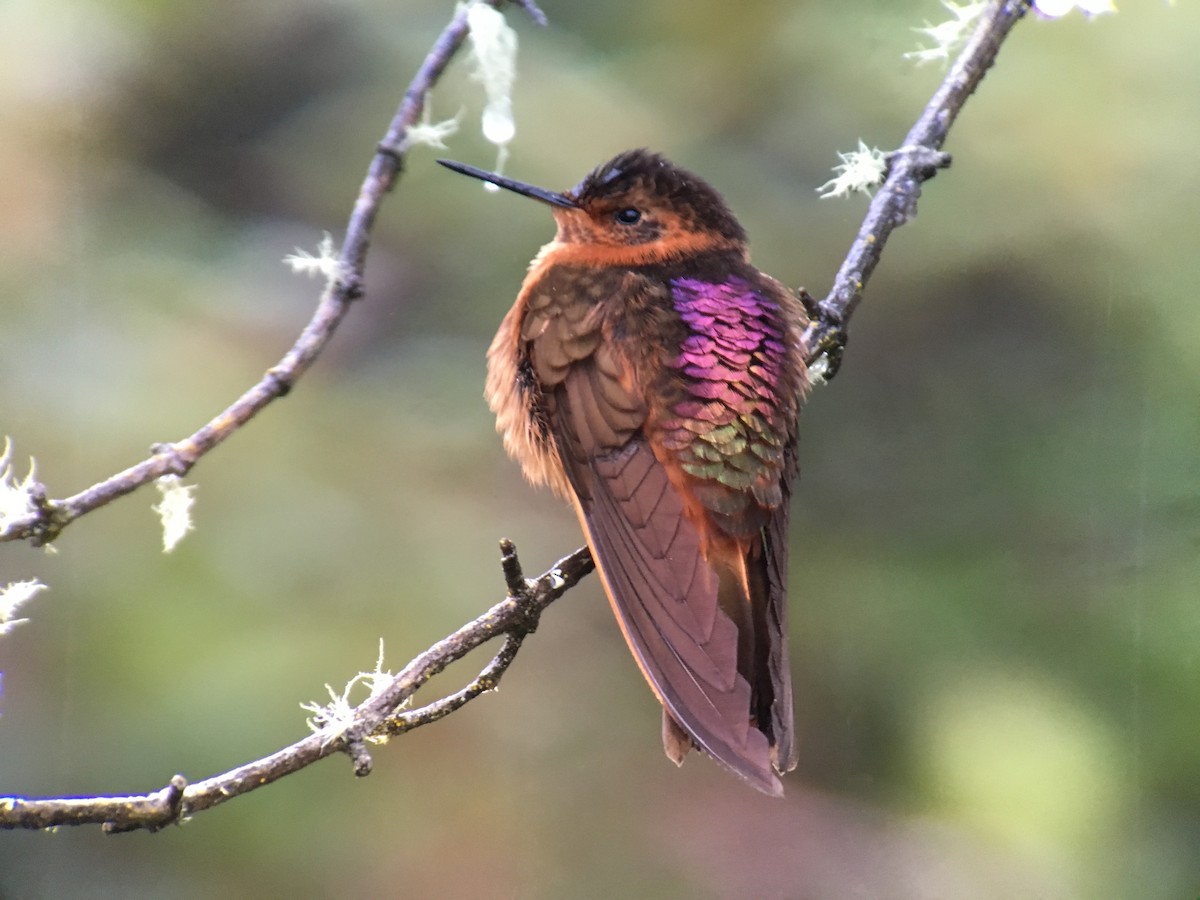 kolibřík duhovohřbetý - ML620322467