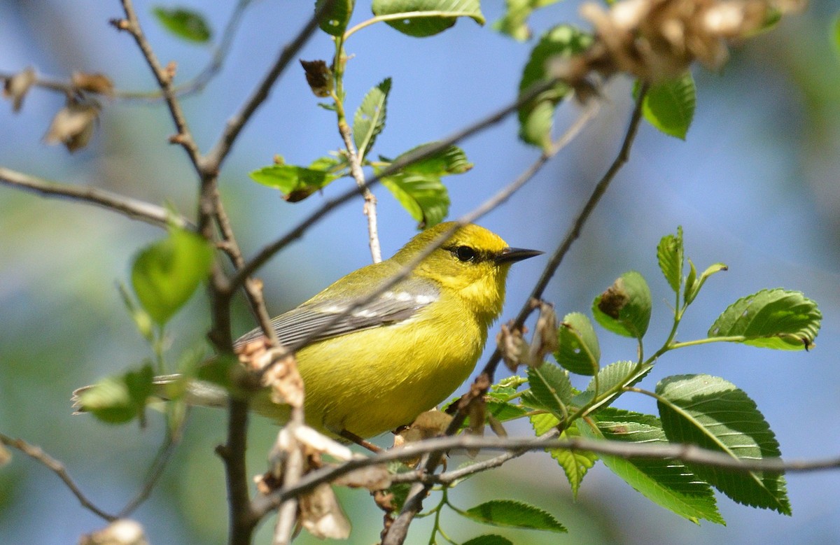 Blue-winged Warbler - ML620322469