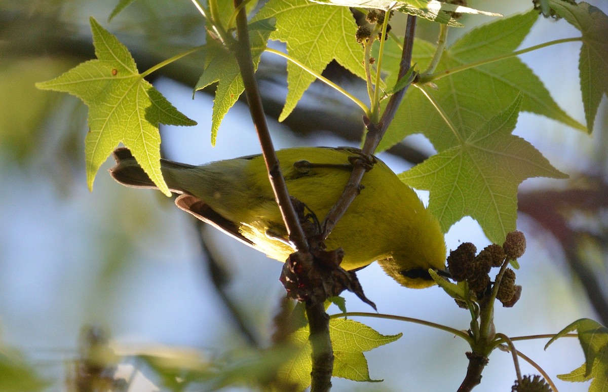 Blue-winged Warbler - ML620322470