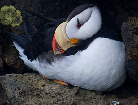 Horned Puffin - ML620322471