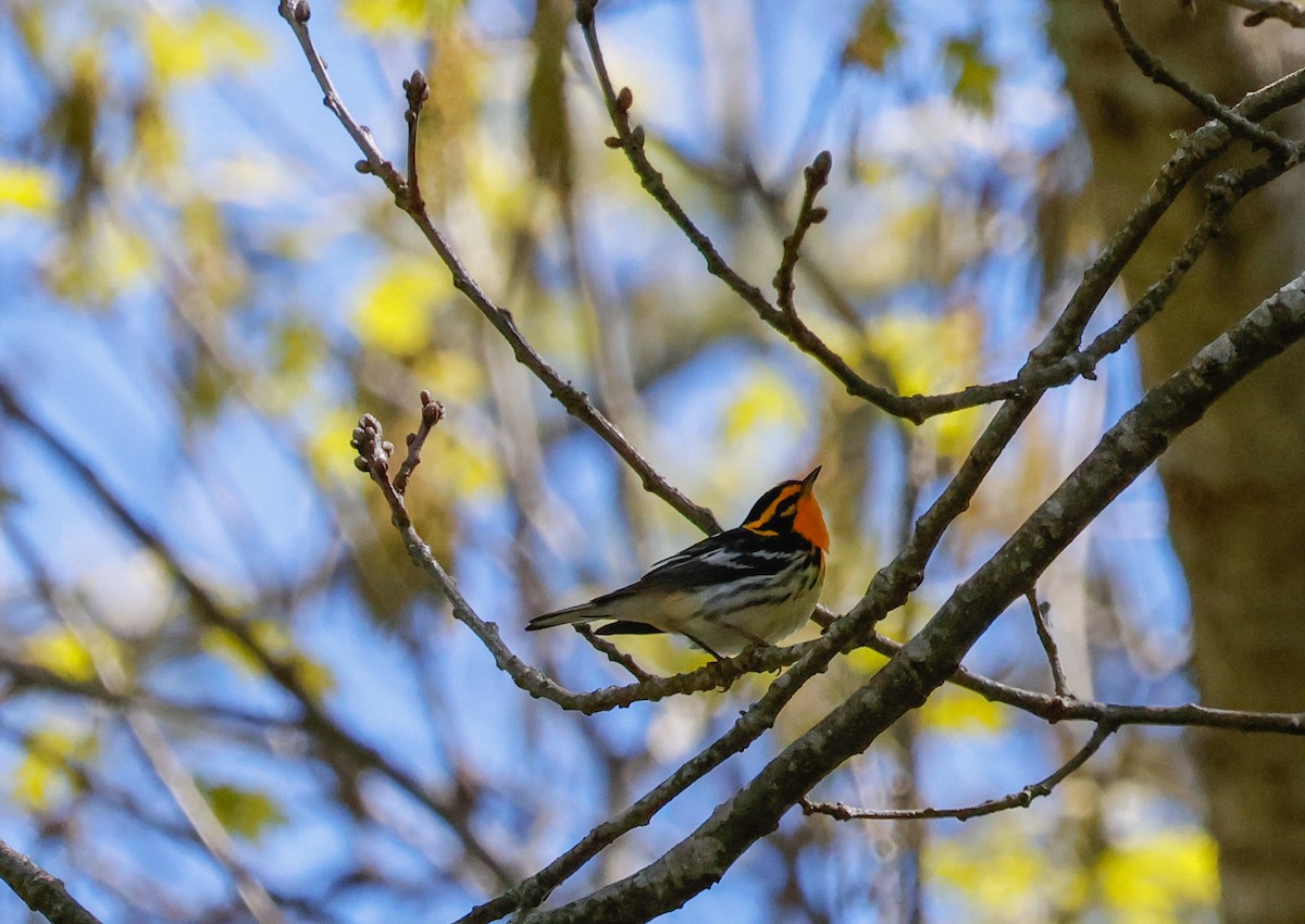 Blackburnian Warbler - ML620322474