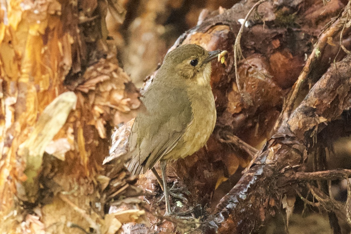 Tawny Antpitta - ML620322475