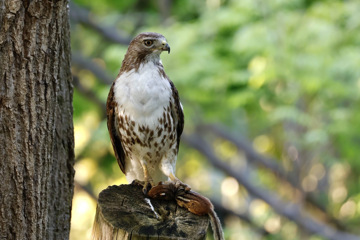 Red-tailed Hawk - ML620322476