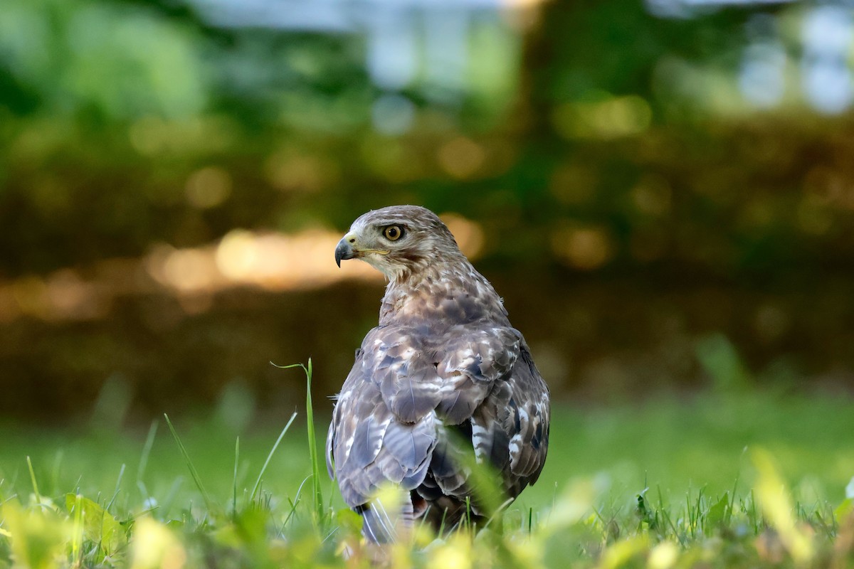 Red-tailed Hawk - ML620322477