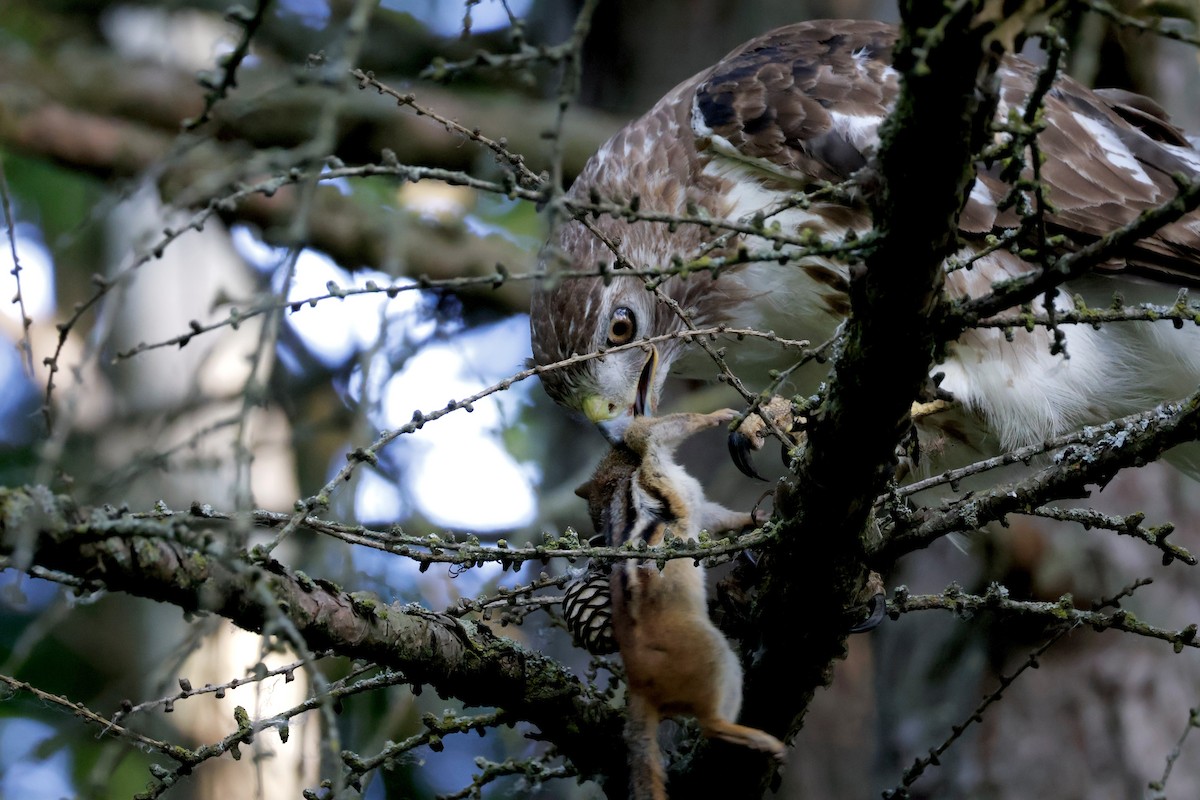 Red-tailed Hawk - ML620322478