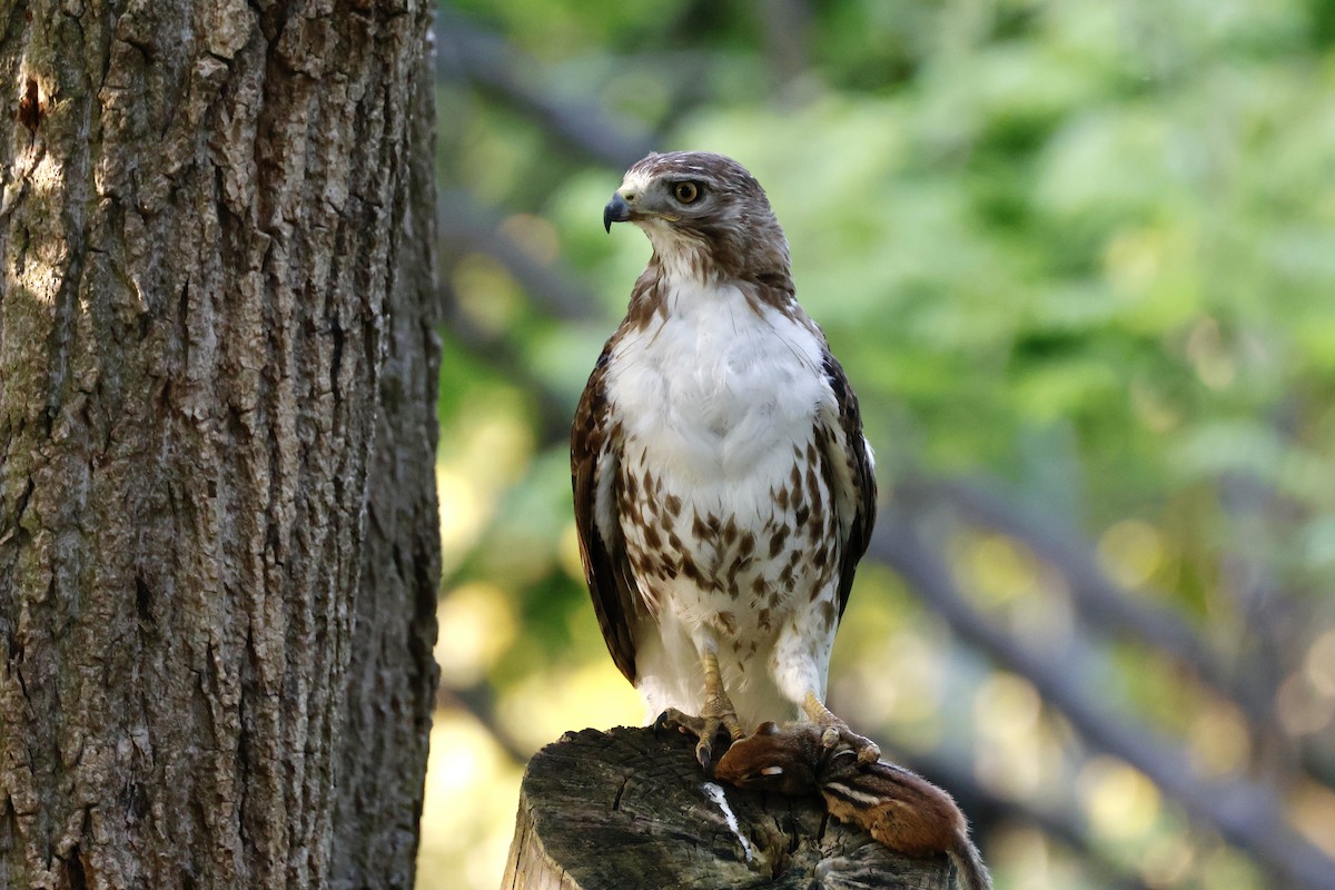 Red-tailed Hawk - ML620322479