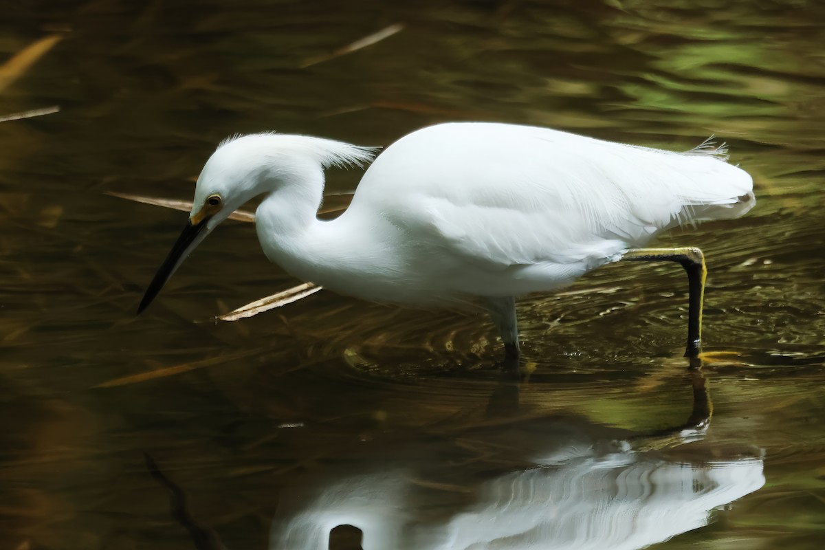 Snowy Egret - ML620322482