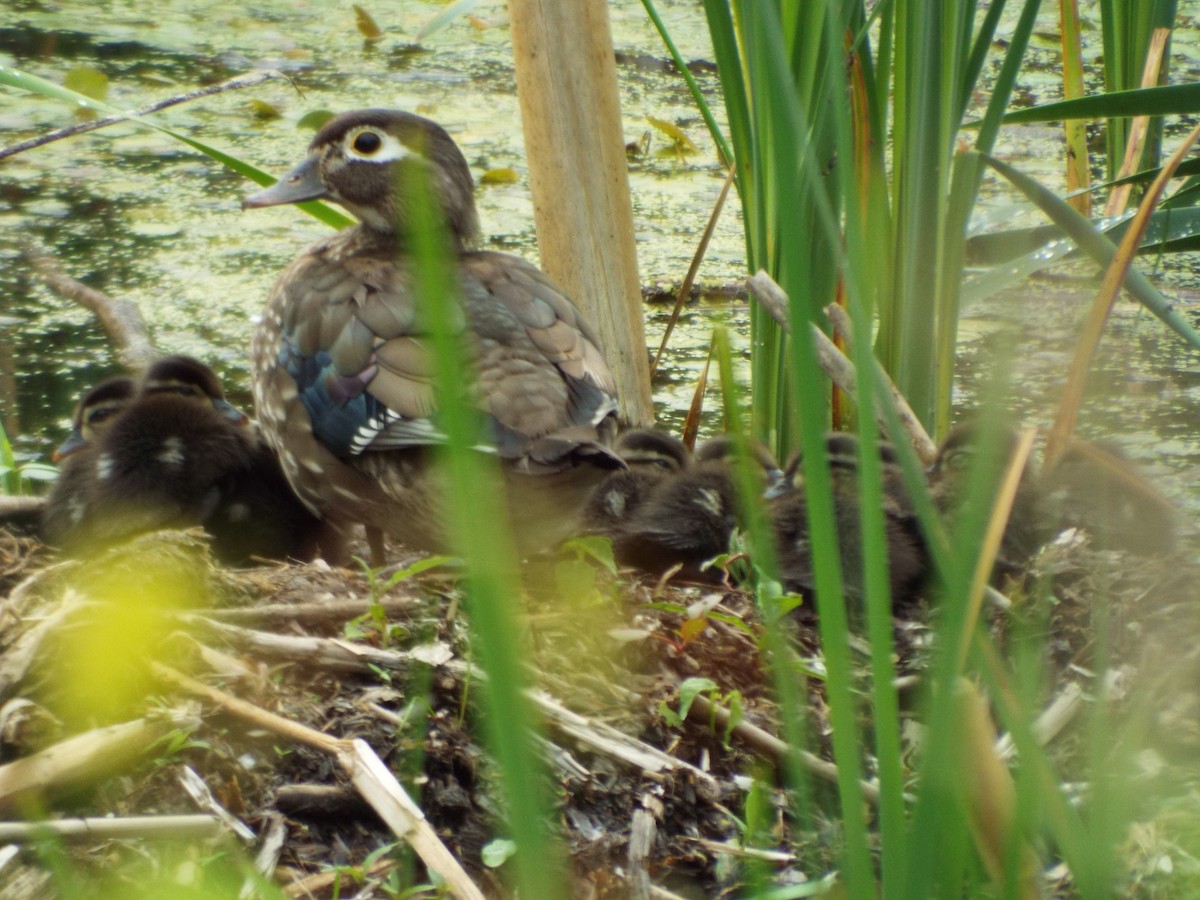 Wood Duck - ML620322490