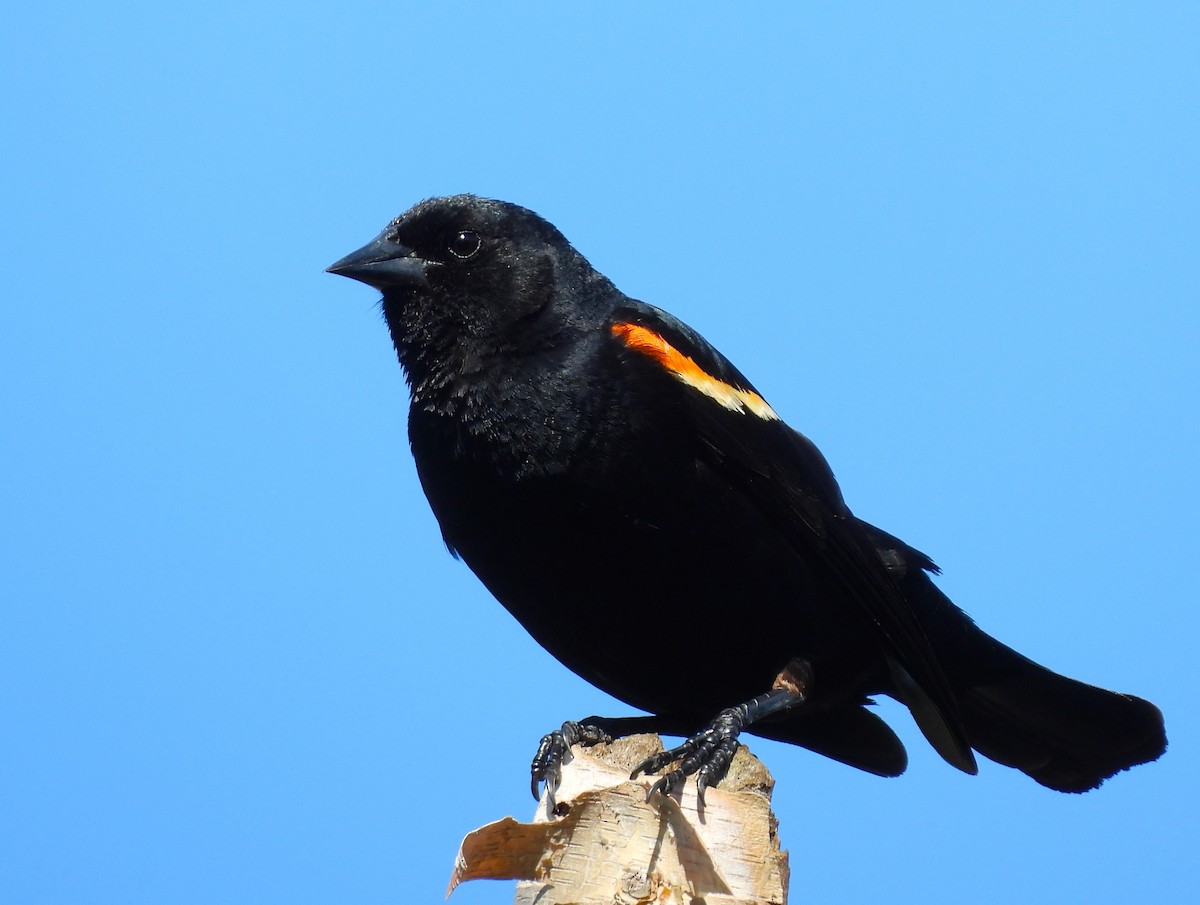 Red-winged Blackbird - ML620322493