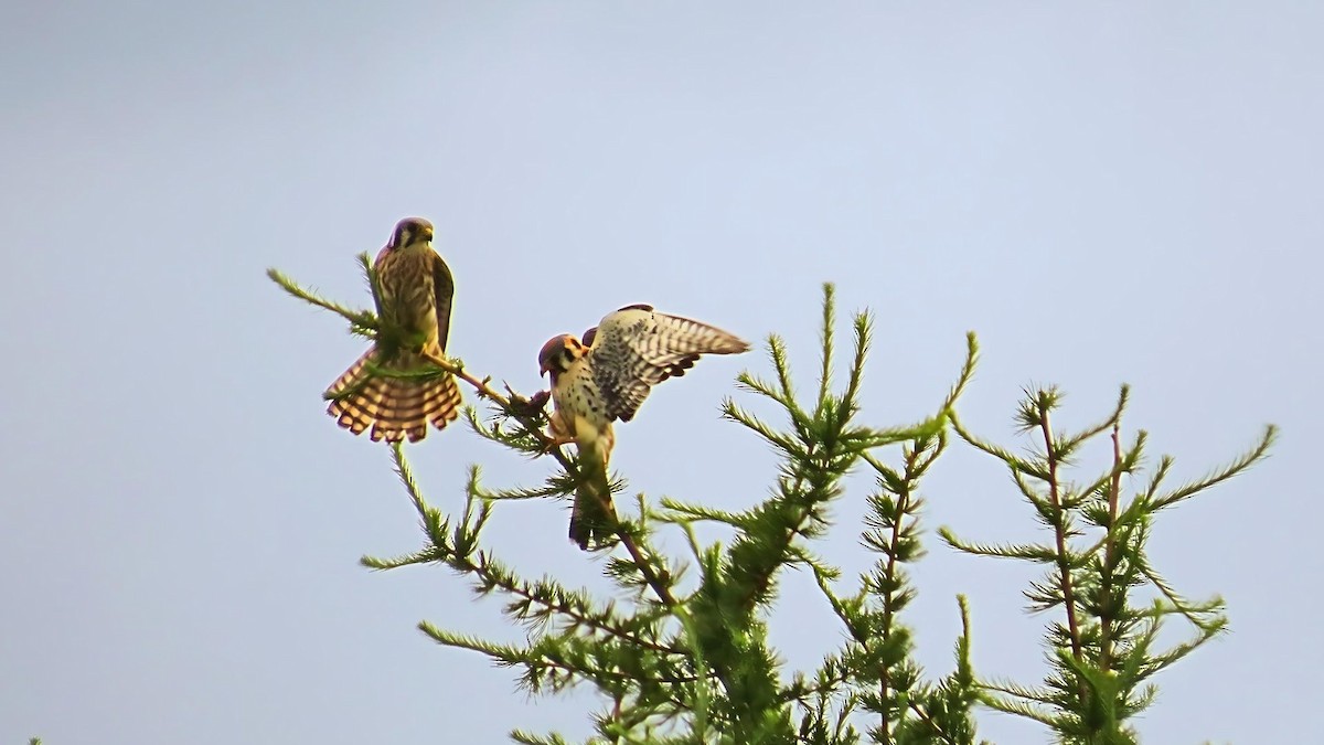 American Kestrel - ML620322498