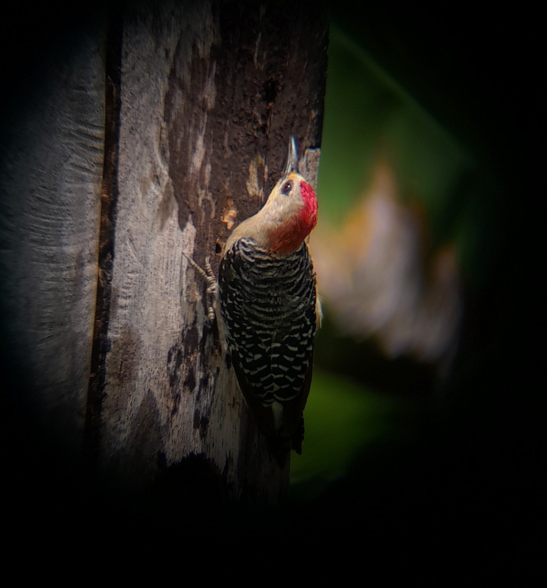 Red-crowned Woodpecker - ML620322502