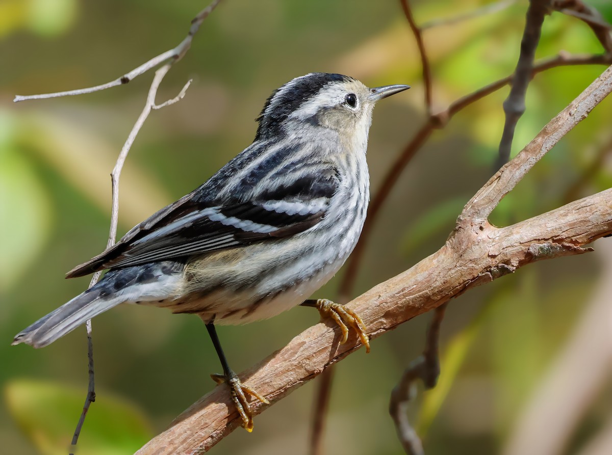 Black-and-white Warbler - ML620322504