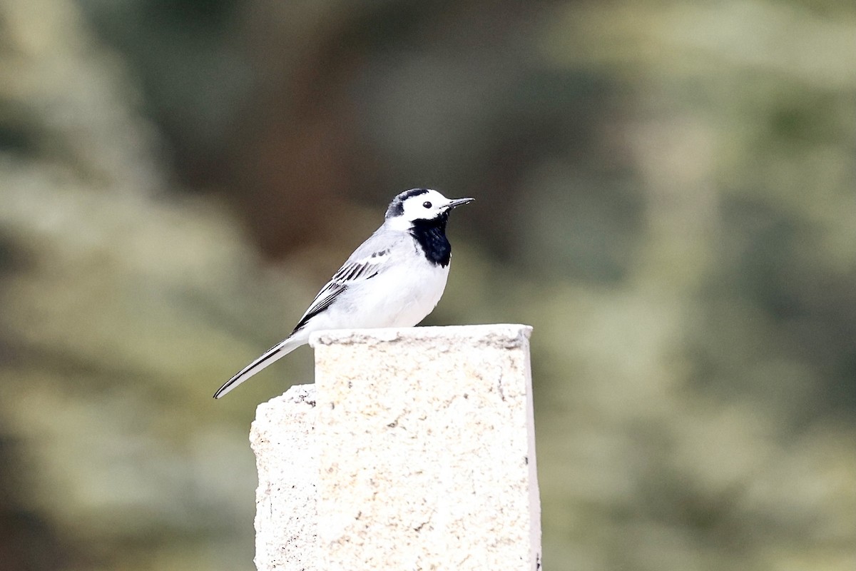 White Wagtail (White-faced) - ML620322505
