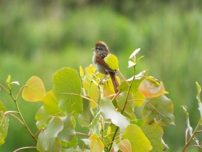 Swamp Sparrow - les preston