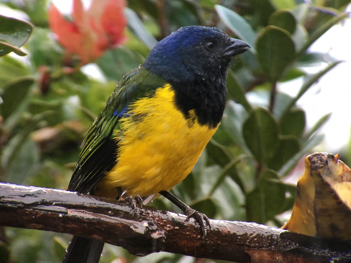 Black-chested Mountain Tanager - ML620322510