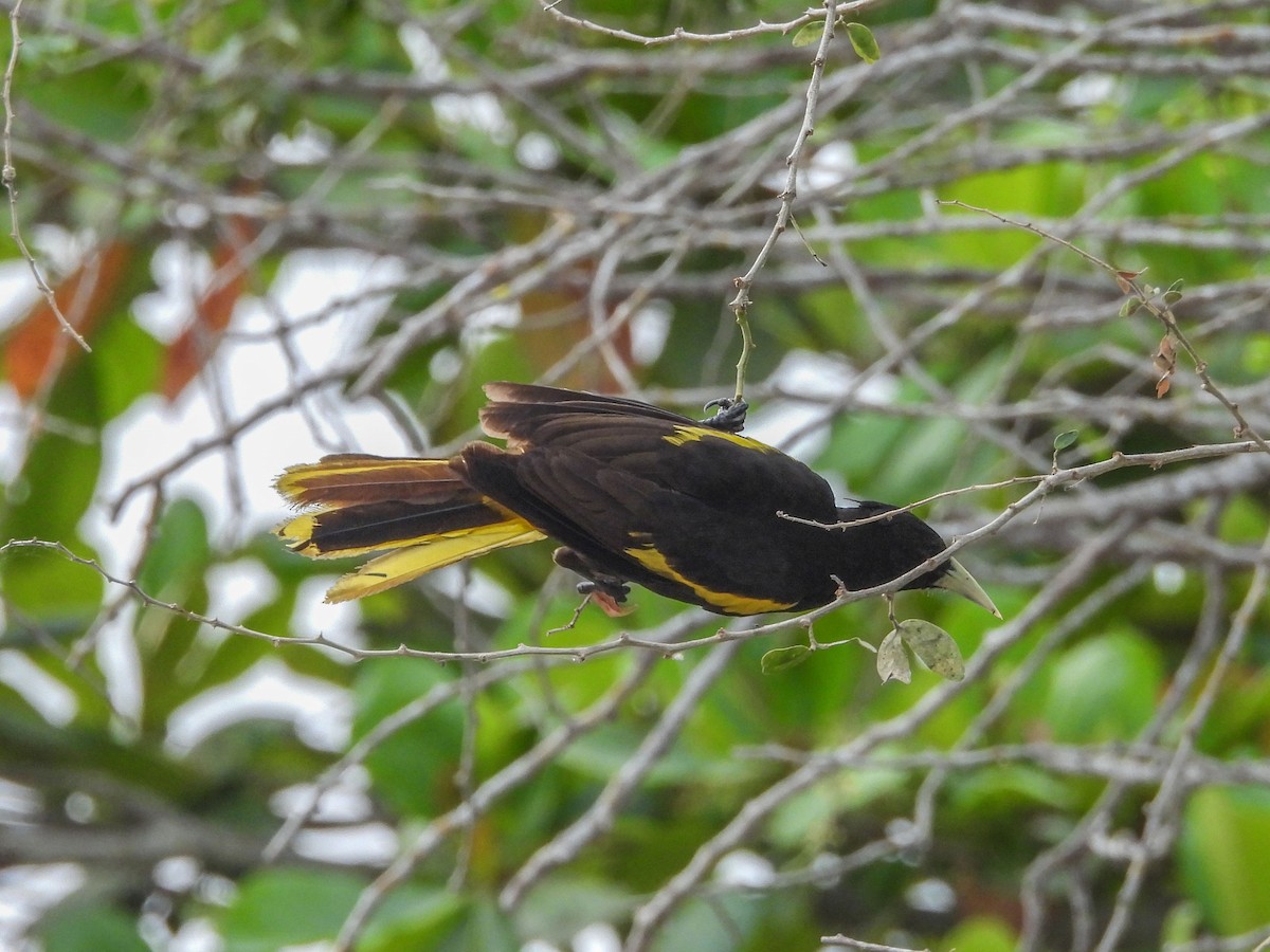Yellow-winged Cacique - ML620322512