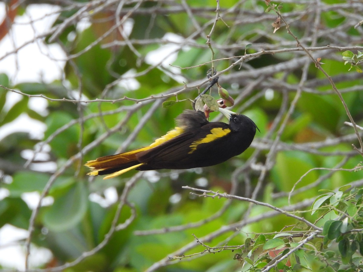 Yellow-winged Cacique - ML620322513