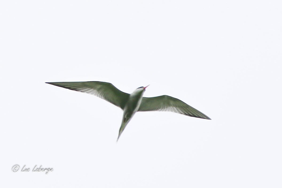 Common Tern - ML620322515