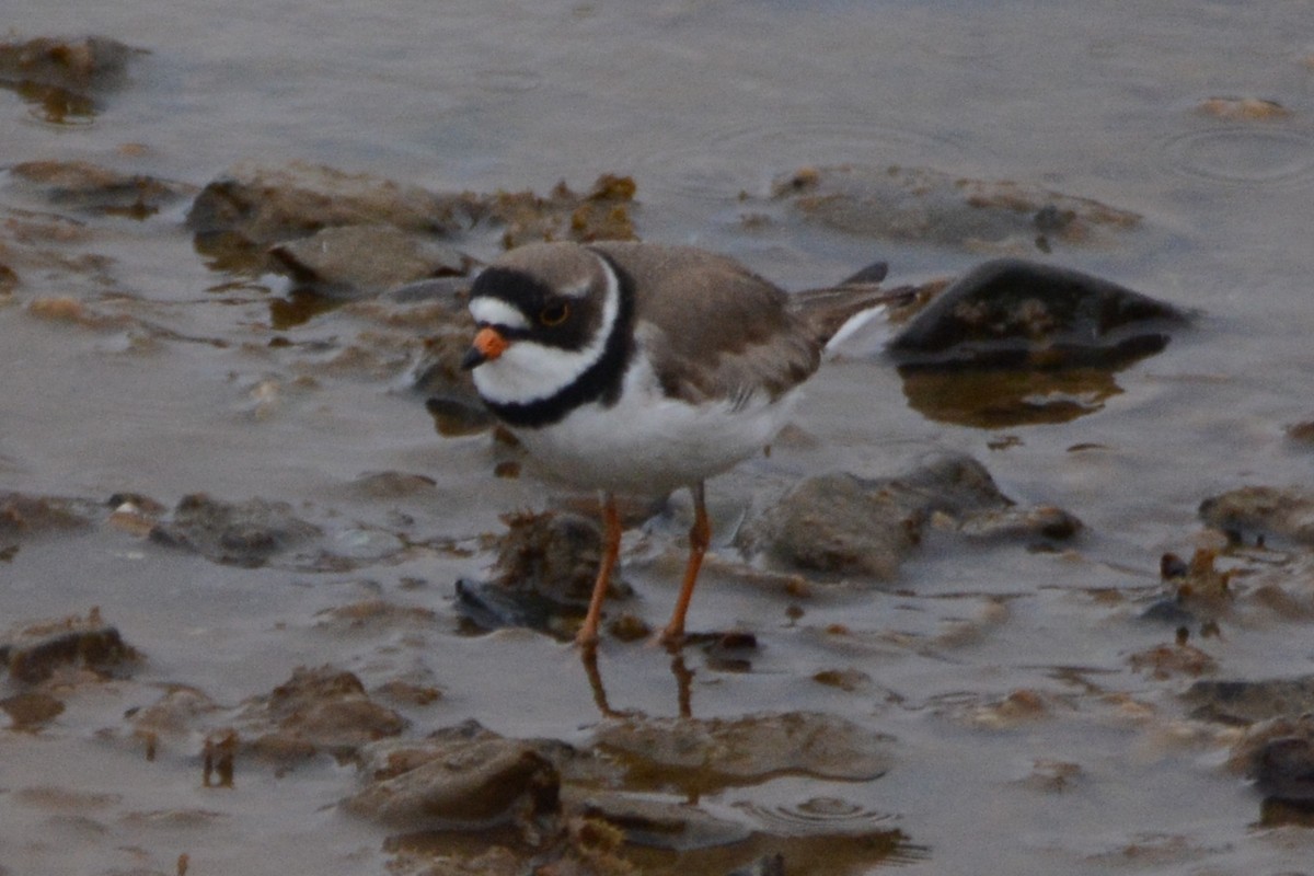 Semipalmated Plover - ML620322517