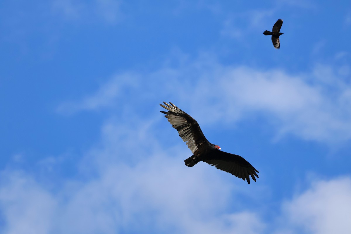 Turkey Vulture - ML620322525