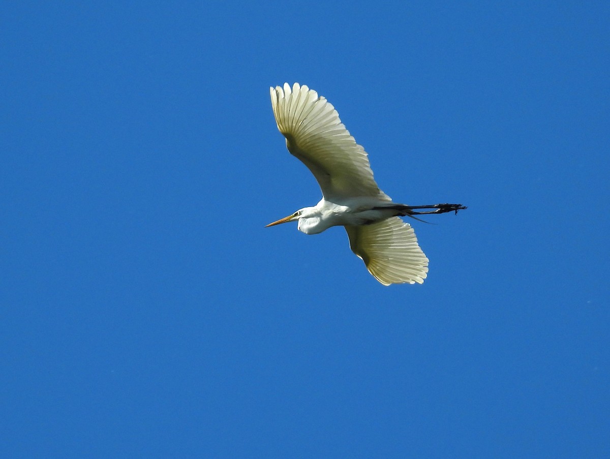 Great Egret - Michael W. Sack