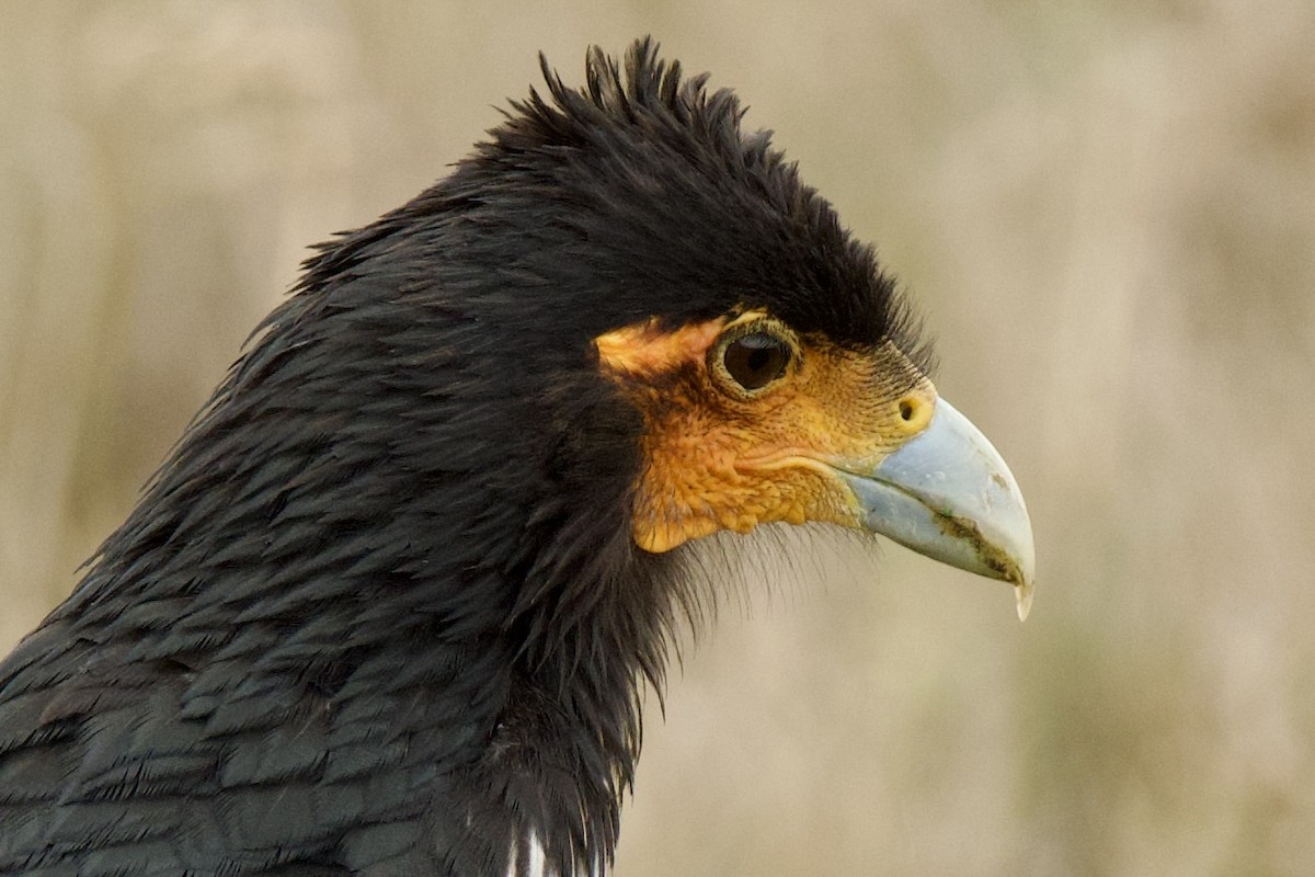 Carunculated Caracara - ML620322546