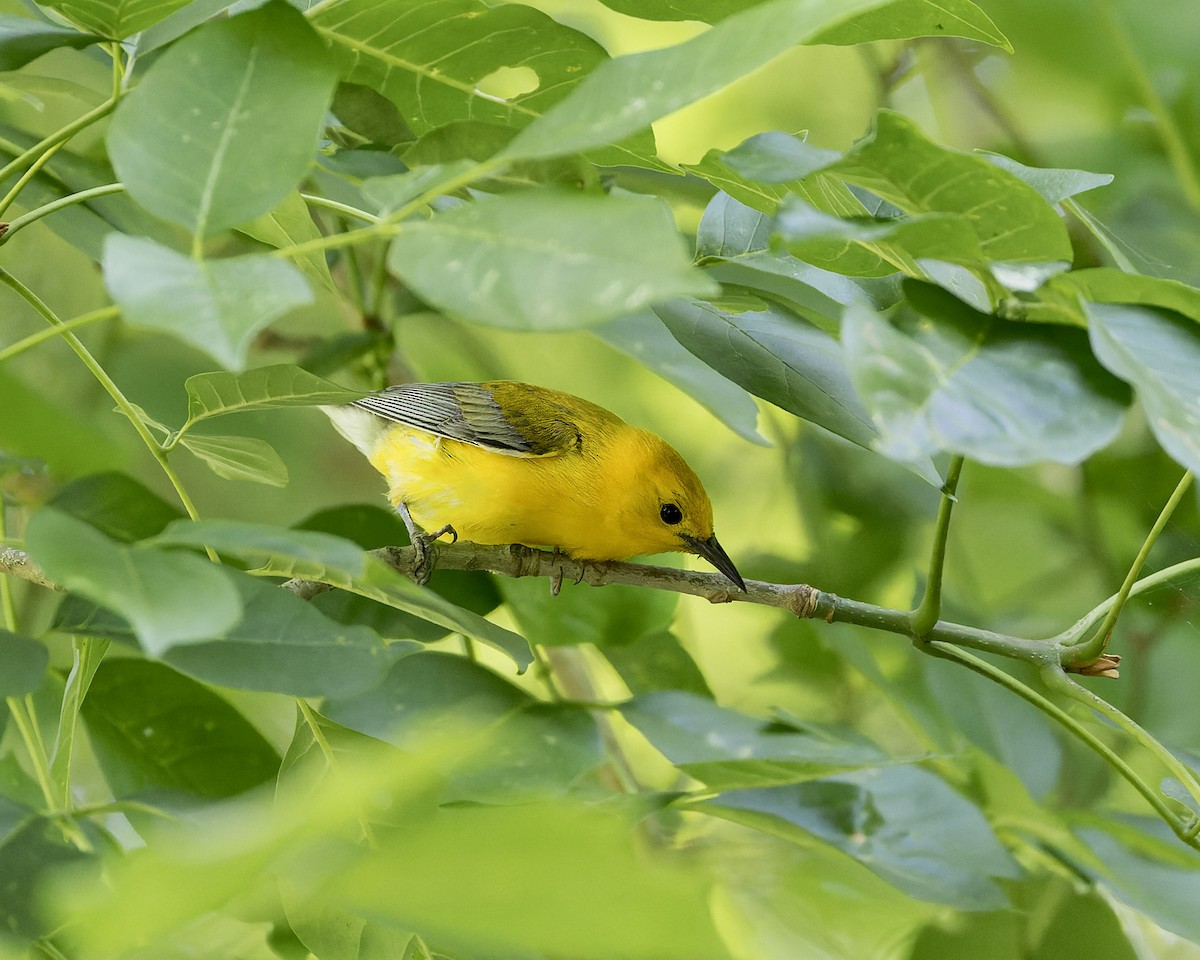 Prothonotary Warbler - ML620322552