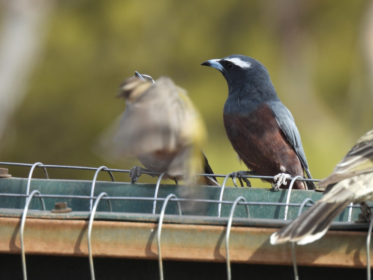 White-browed Woodswallow - ML620322557