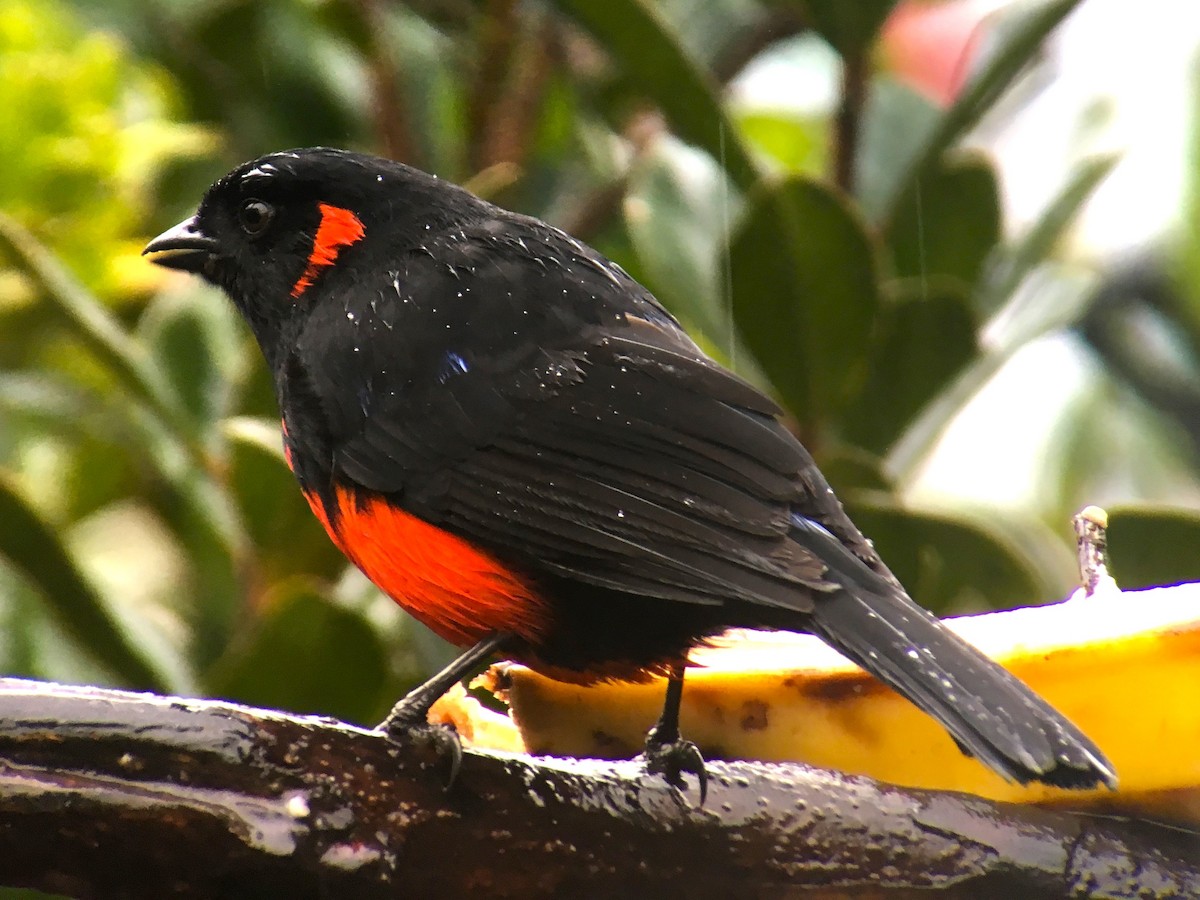 Scarlet-bellied Mountain Tanager - ML620322561